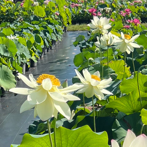 White Sacred Lotus <br> Beautiful plant important for growing at Temples and other places of importance.