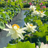 White Sacred Lotus <br>