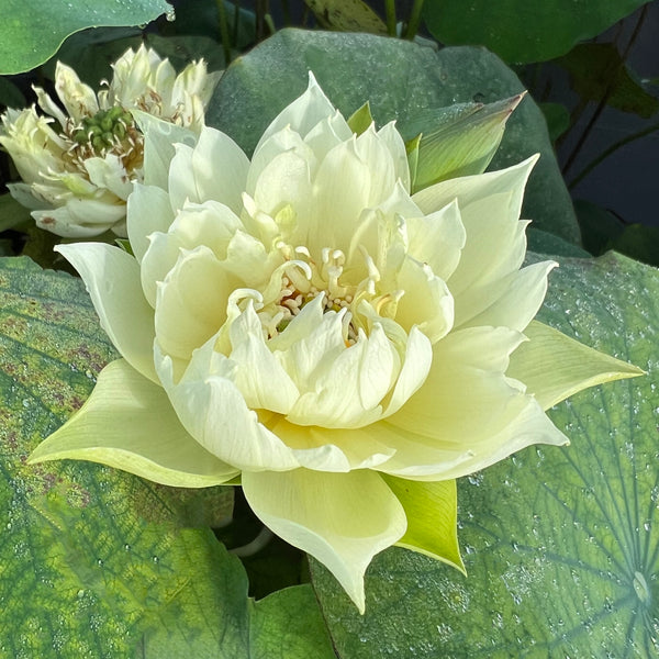 Little Antelope Lotus <br>Beautiful in its simplicity!