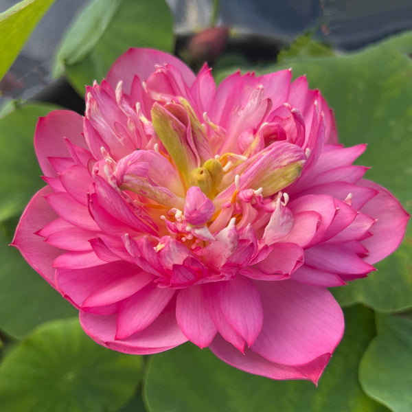 Lady Bingley Lotus<br>Drenched in luxuriant color and heavy bloomer!