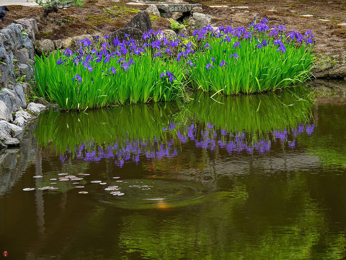 Blue/Purple Water Iris - Pond Megastore
