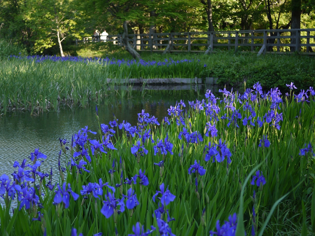 Blue/Purple Water Iris - Pond Megastore