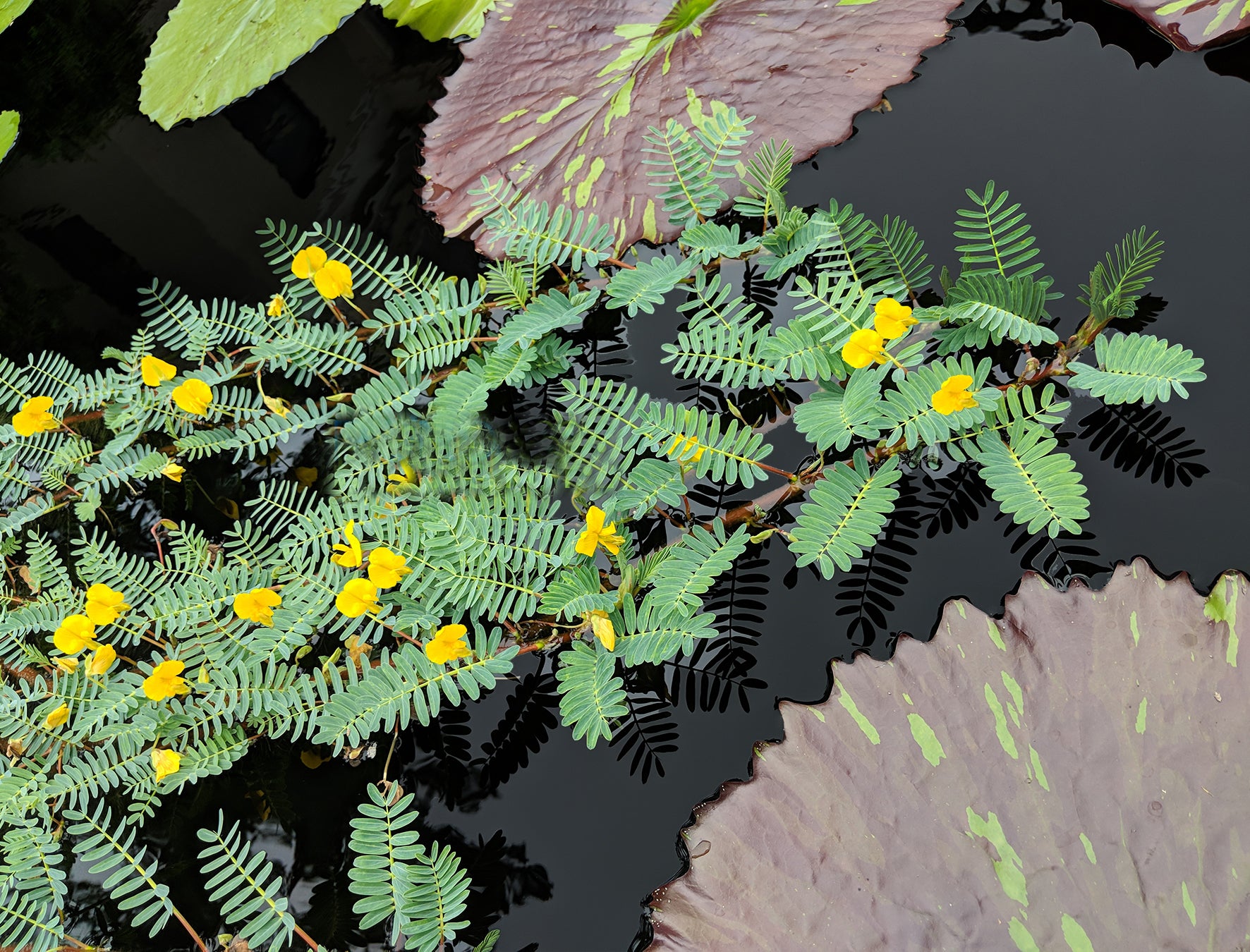 Botswana Wonder  <br> Excellent Floating Plant ! - Pond Megastore