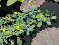 Botswana Wonder  <br> Excellent Floating Plant ! - Pond Megastore