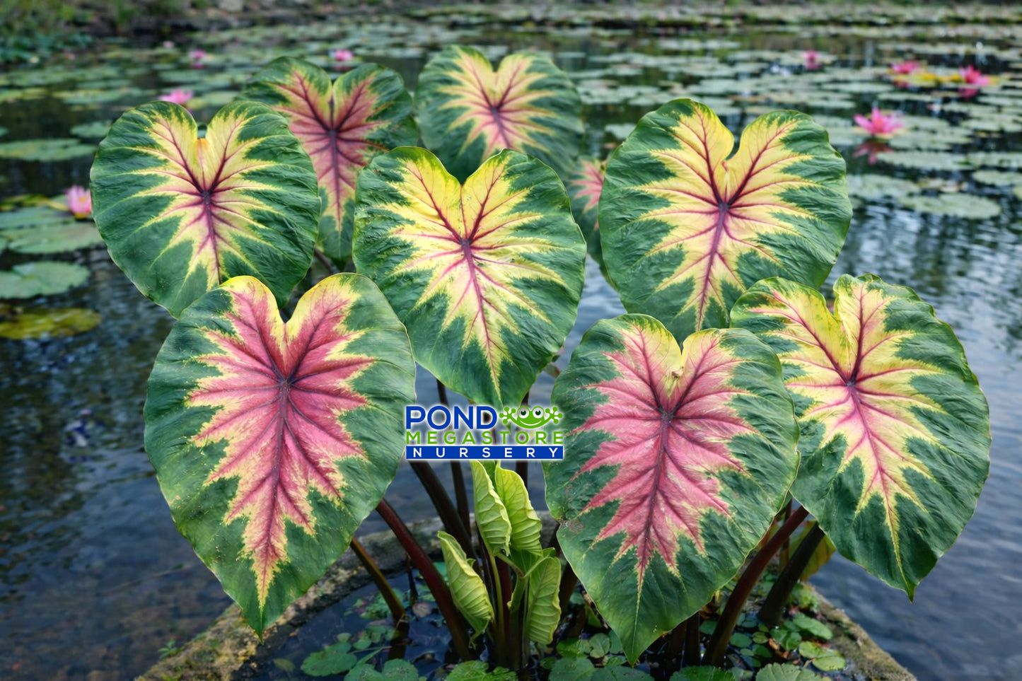 elephant ear plant pond Light Pilla Taro Elephant Ear