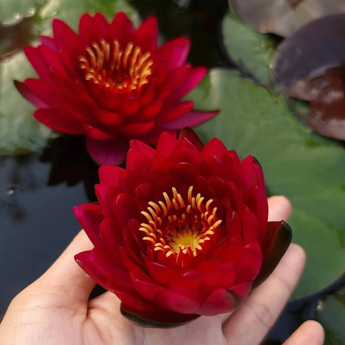 4 Hardy Water Lily Collection - Pond Megastore