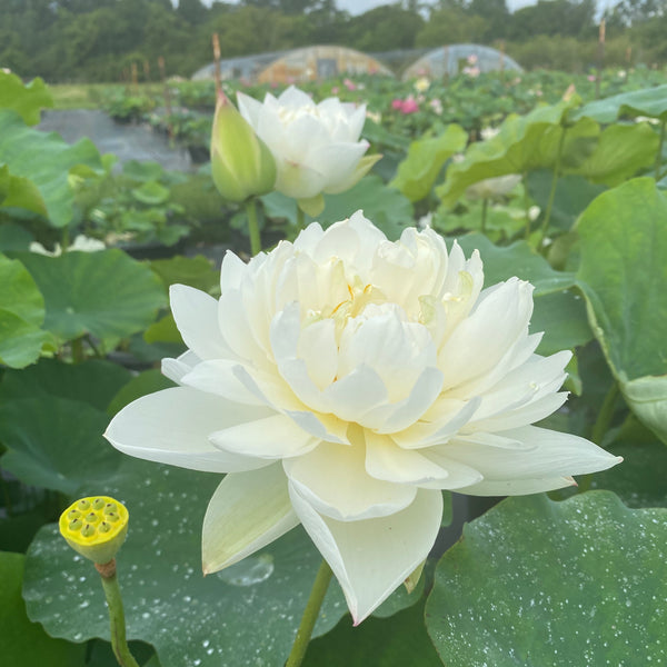 Little Green House Lotus (Xiao Bitai)  <br>  Simply divine!
