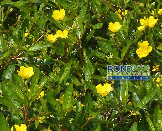 Cascading Yellow Primrose! - Pond Megastore
