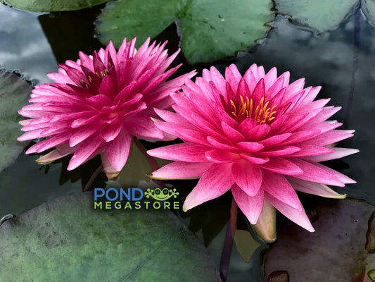 Maha Treasure Hardy Water Lily - Pond Megastore