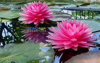 Maha Treasure Hardy Water Lily - Pond Megastore