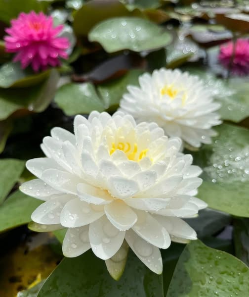 RED, WHITE, & PINK HARDY WATERLILY COLLECTION - Pond Megastore