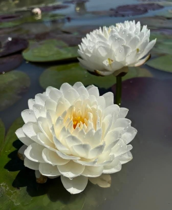 White Mallika Hardy Water Lily - Pond Megastore