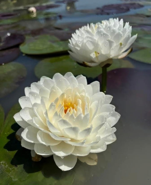 Hardy Water Lily Live Plant - Pink & White Blooms, Full Sun/Part Shade, Pond Plant
