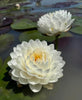 White Mallika - Hardy Water Lily
