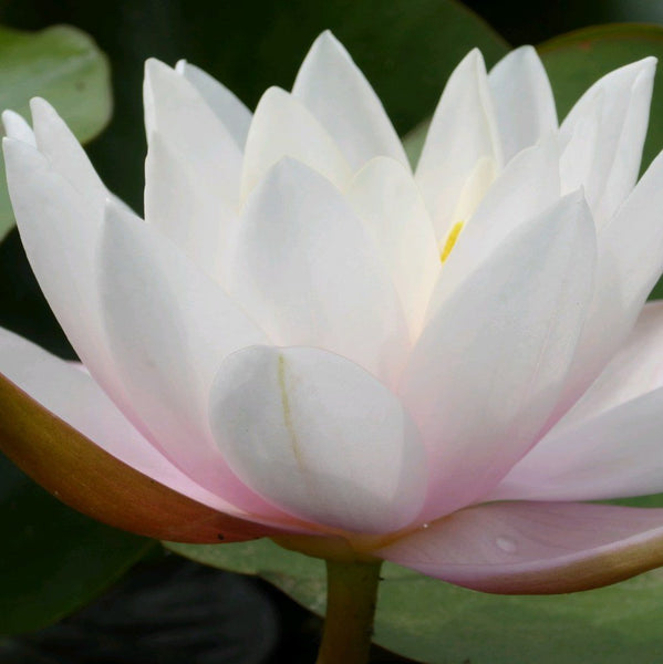 Marliac Carnea water lily for sale