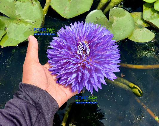 Maya Ploy Annual Water Lily - Pond Megastore