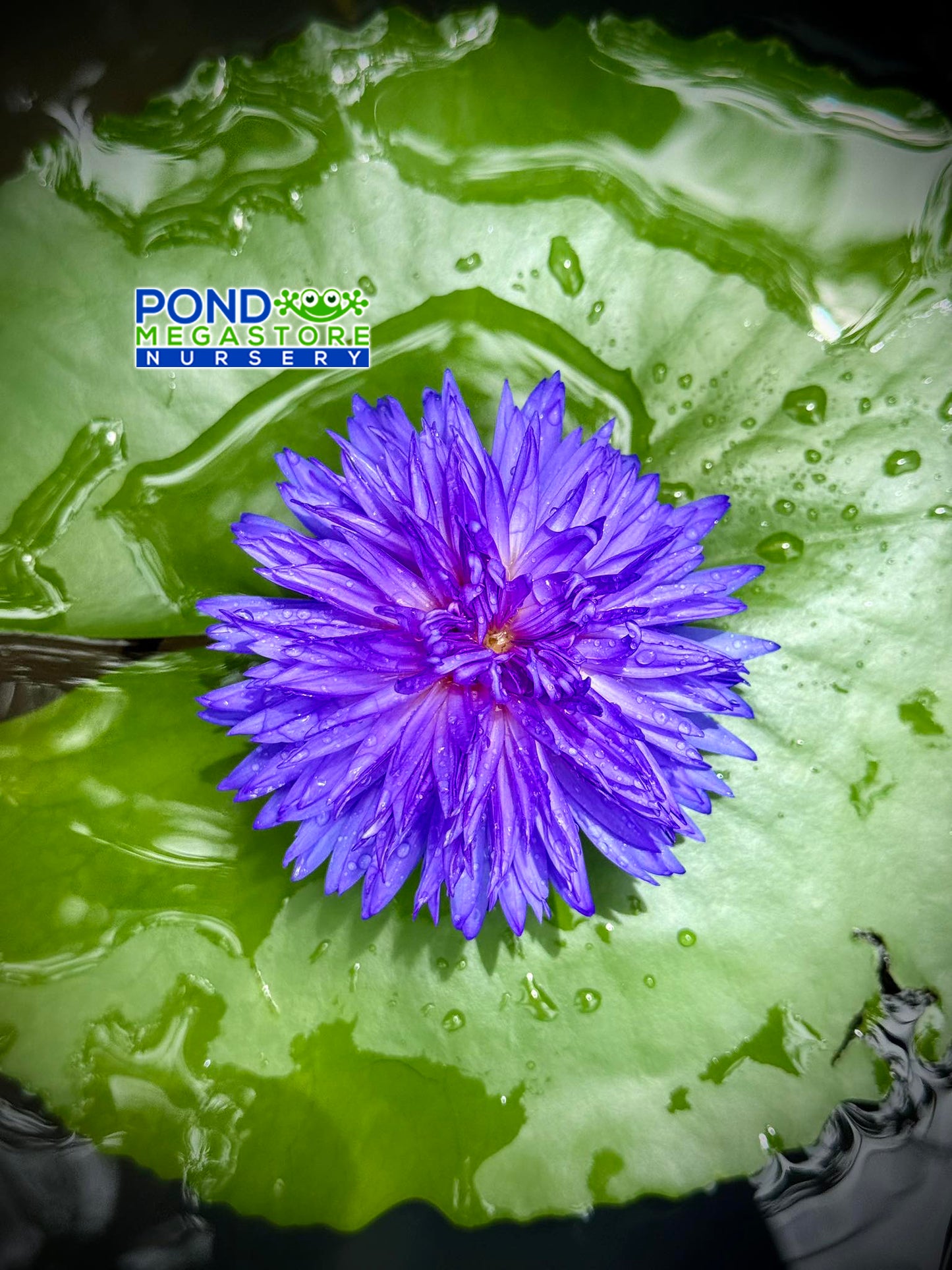 Maya Ploy Annual Water Lily - Pond Megastore