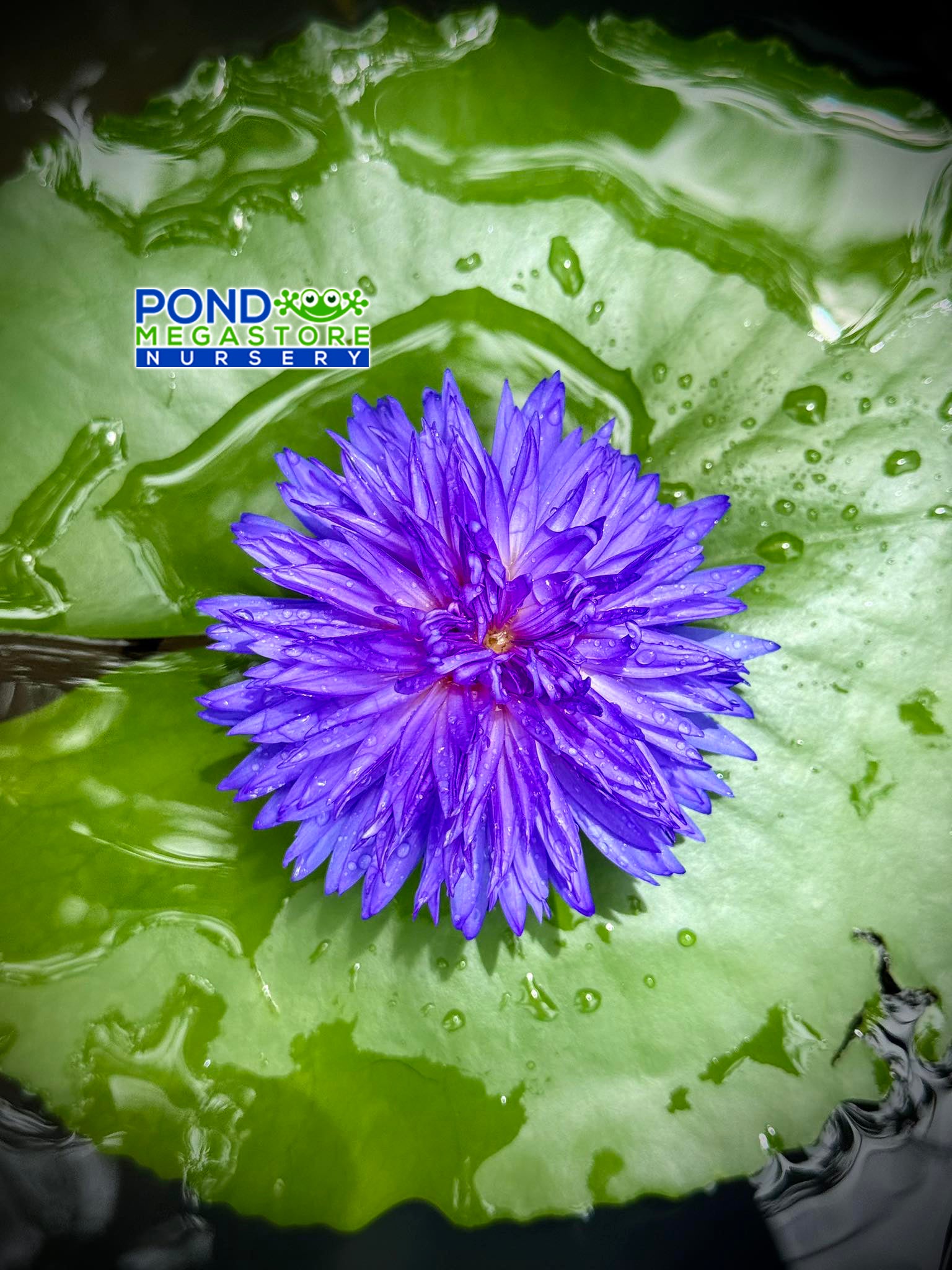 Maya Ploy Annual Water Lily - Pond Megastore