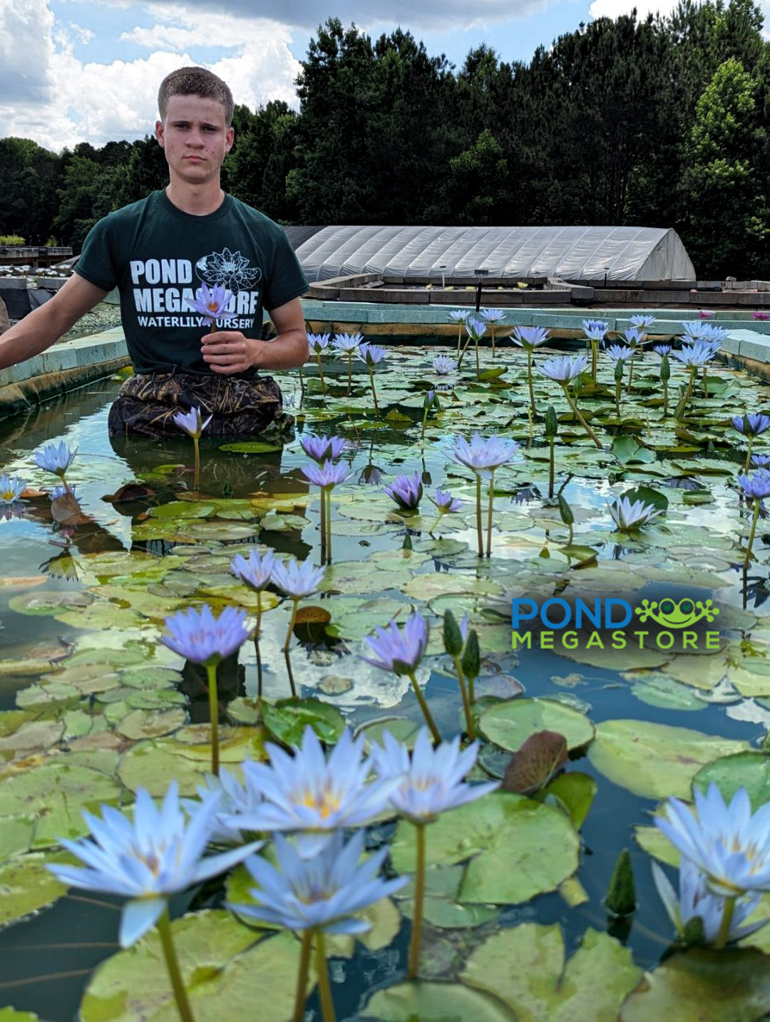 Blue Beauty Annual Water Lily - Pond Megastore
