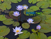 Blue Lotus / Micrantha Blue Waterlily <br> Easy for beginners!