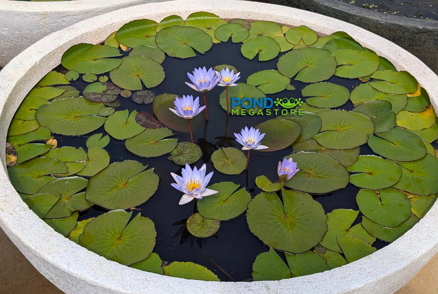 Blue Lotus / Micrantha Annual Water Lily - Pond Megastore