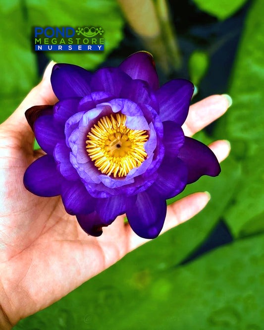 Midnight Velvet Annual Water Lily - Pond Megastore