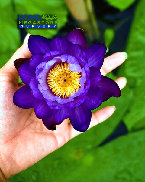 Midnight Velvet Annual Water Lily