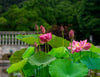 Momo Botan Minima Lotus  <br> One of the first varieties brought to America from Asia!