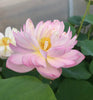 Moonbeam Lotus<br>Lovely, ruffled blooms!