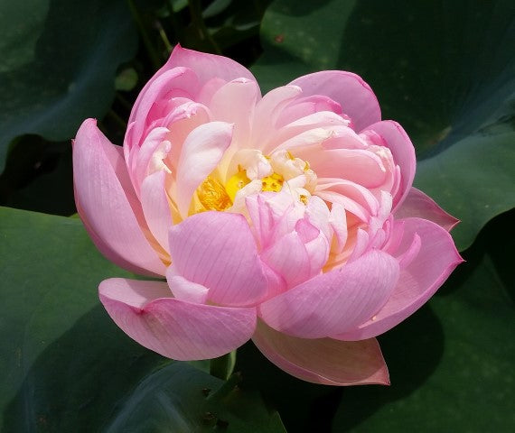 Moonbeam Lotus<br>Lovely, ruffled blooms!