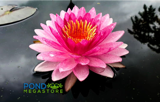 Nattamon Red Hardy Water Lily - Pond Megastore