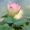 Oriole Out of Water Lotus   <br> Keeps blooming later in the season!