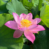Pink-A-Licious Lotus  <br>  Tall / Heavy blooming!