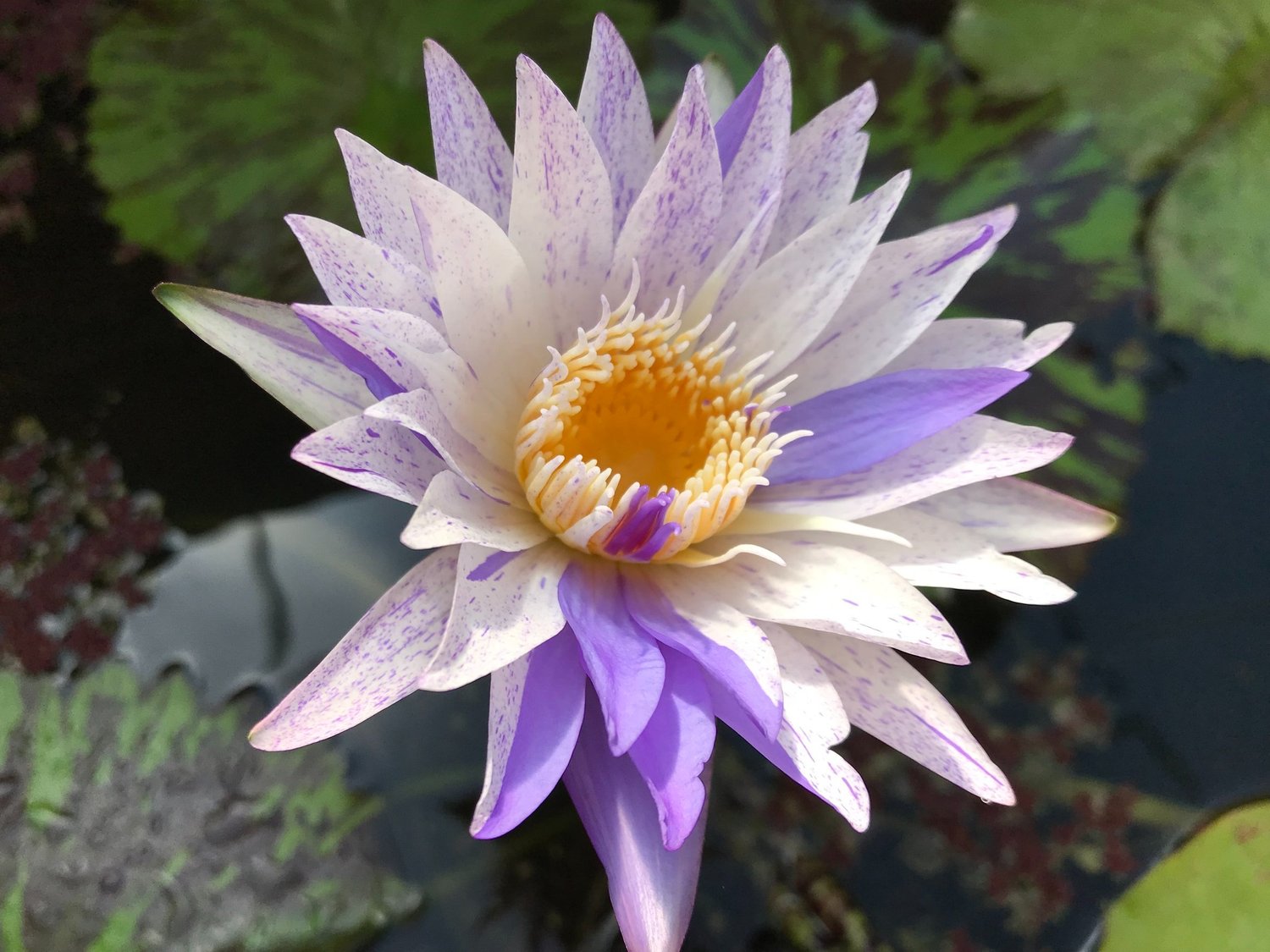 Pixie Dust Annual Water Lily - Pond Megastore