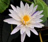 PIXIE DUST, WHITE & BLUE NEW WATERLILY