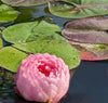 Strawberry Milkshake Waterlily <br> Large Hardy Water Lily  <br> THIS SHIPS IN SPRING & SUMMER