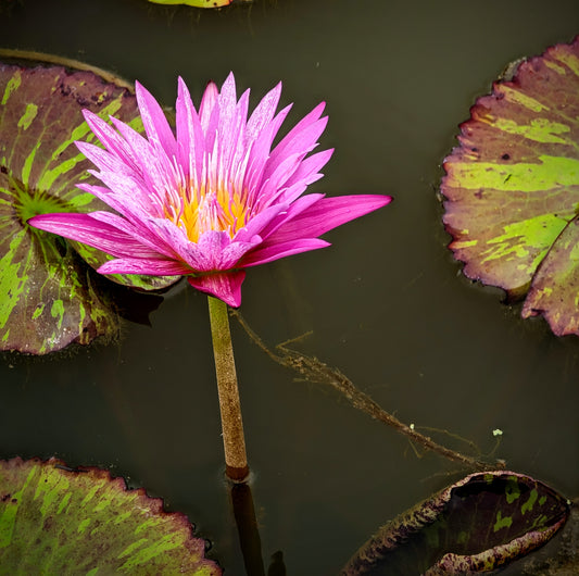 Peppermint Splash Annual Water Lily - Pond Megastore