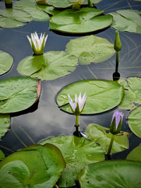 Cerulea (Egyptian Blue Lotus of the Nile) Annual Water Lily - Pond Megastore
