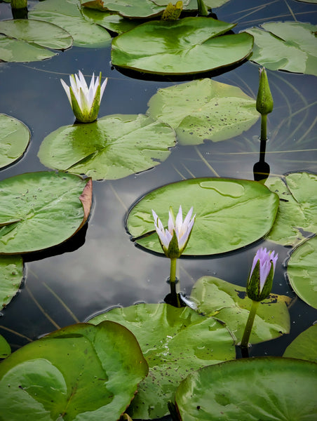Cerulea Water Lily <br> Blue Lotus of the Nile<br>Live Plant!