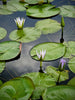 Cerulea Water Lily <br> Blue Lotus of the Nile<br>Ships June 1 2025, Live Plant!