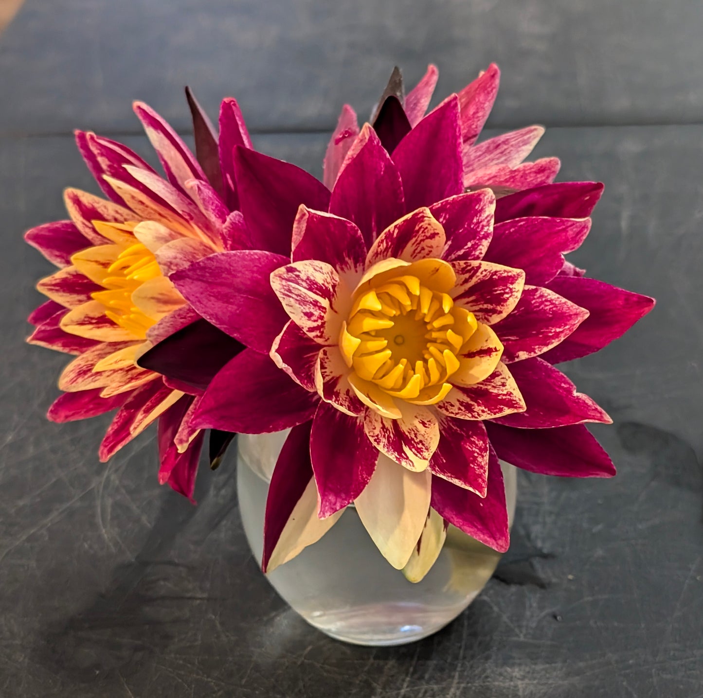 Ring of Fire New Hardy Water Lily! - Pond Megastore