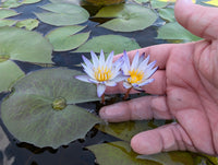 MURASAKI SHIKIBU Annual Water Lily - Pond Megastore