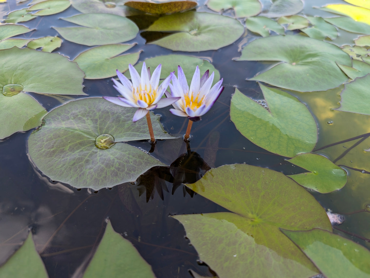 MURASAKI SHIKIBU Annual Water Lily - Pond Megastore