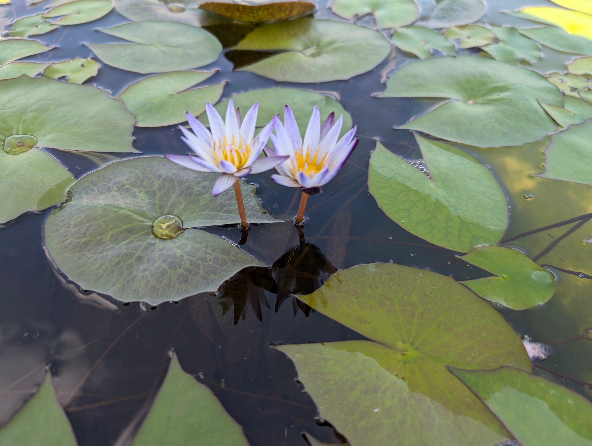 MURASAKI SHIKIBU Annual Water Lily - Pond Megastore