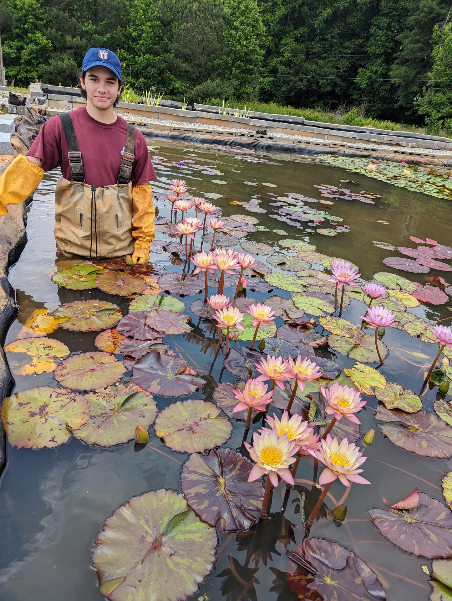 Tropic Sunset Annual Water Lily - Pond Megastore