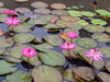 Pink Night Blooming Waterlily <br> Evening blooming