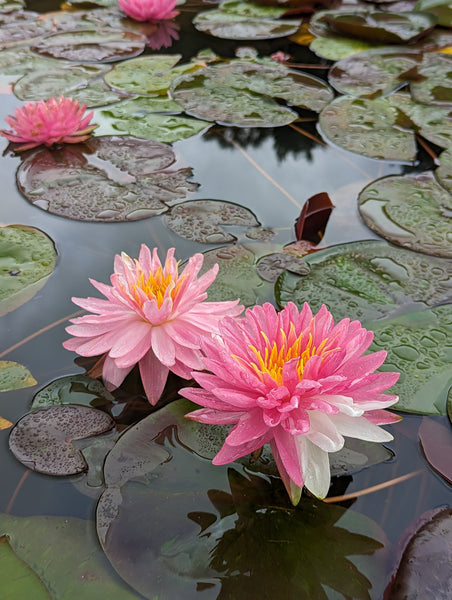 Pink Dream <br> Bi-Color Hardy Waterlily<br> HEAVY BLOOMING!