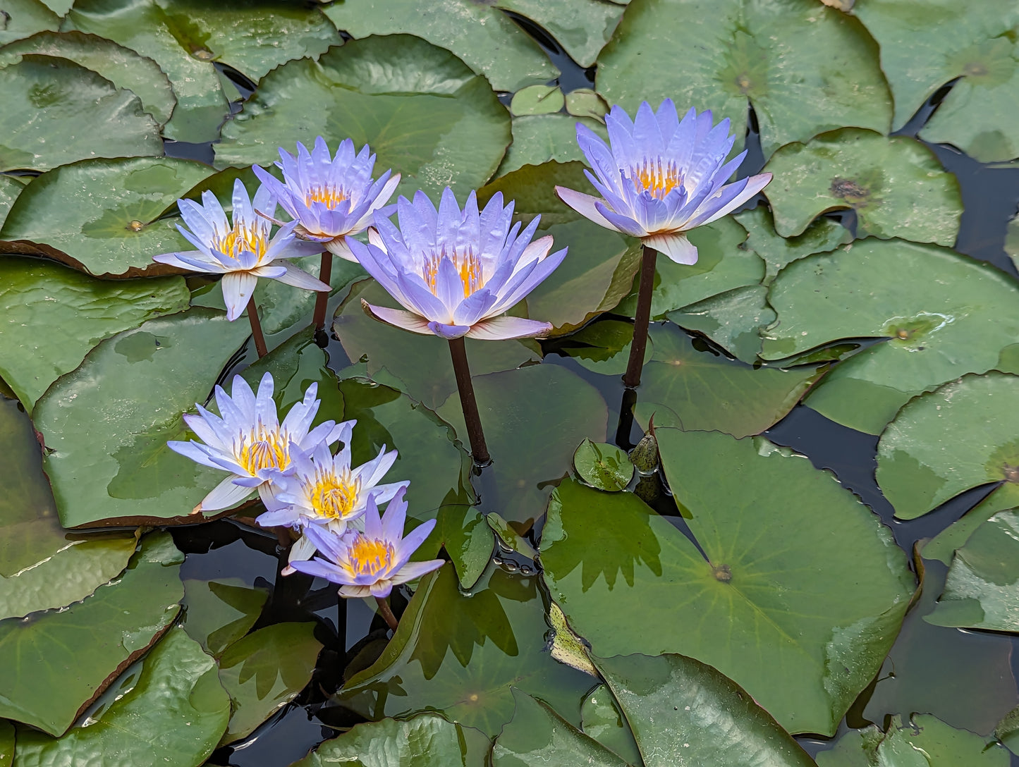 PondGRO Perfect Blend Soil for Waterlily, Lotus, Pond Plants <br>AVAILABLE NOW! - Pond Megastore