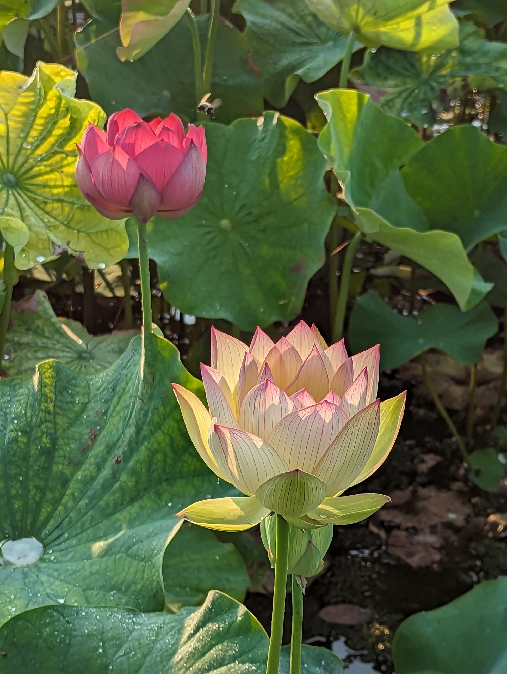 PondGRO Perfect Blend Soil for Waterlily, Lotus, Pond Plants <br>AVAILABLE NOW! - Pond Megastore