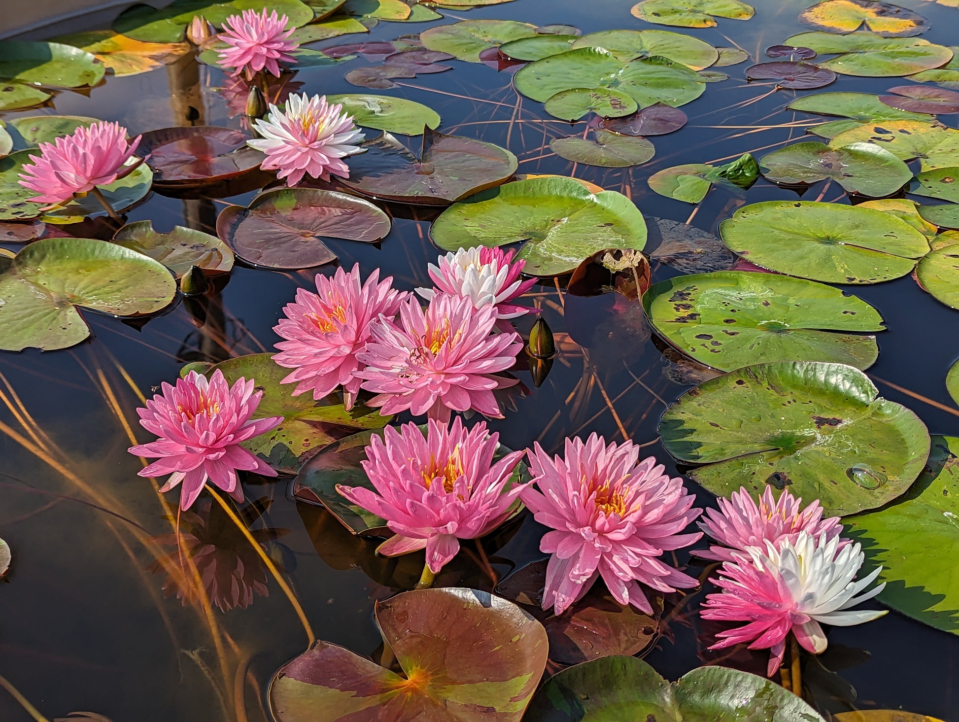 Pink Dream Hardy Water Lily - Pond Megastore